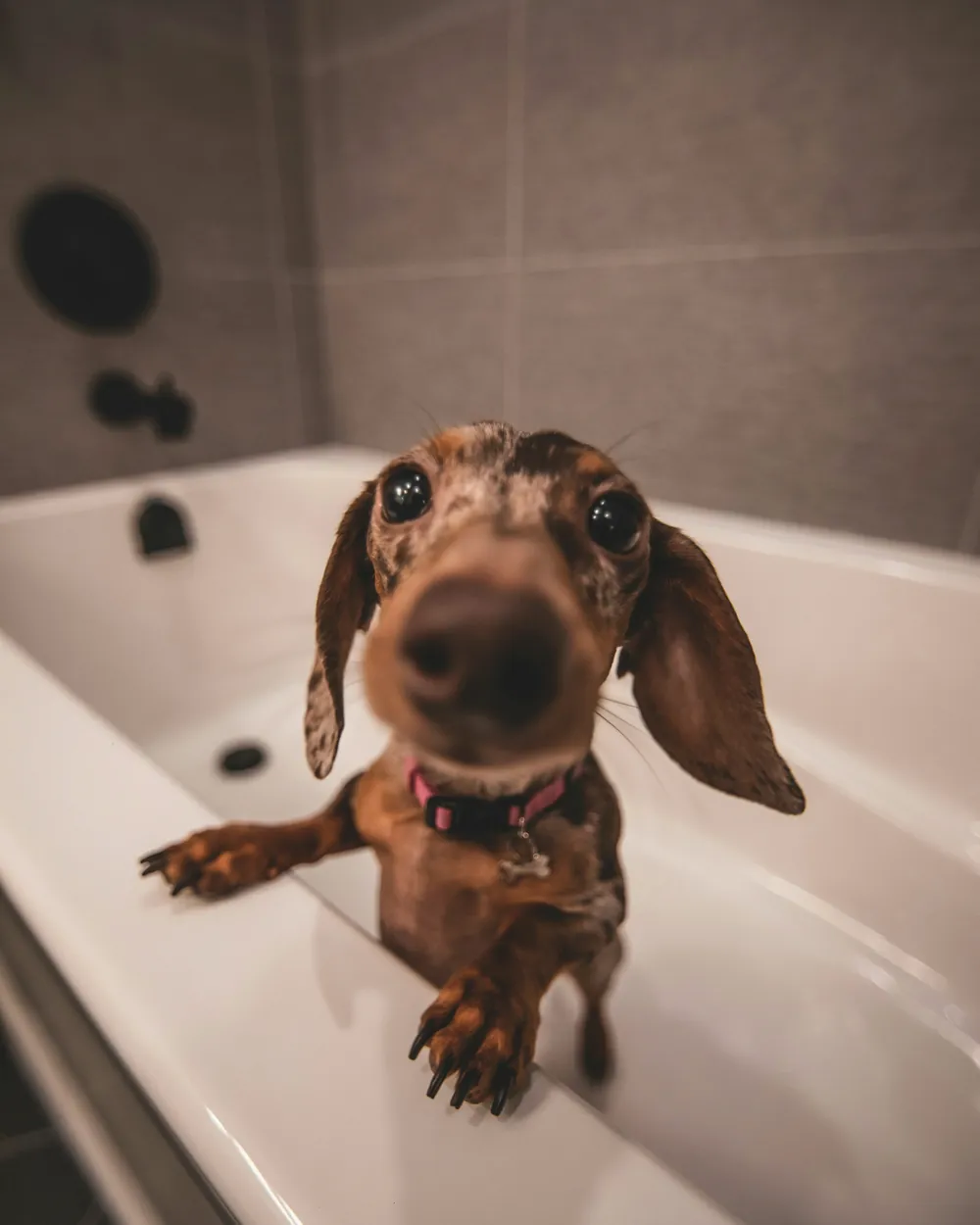 Cachorro salsicha em pé dentro de uma banheira branca