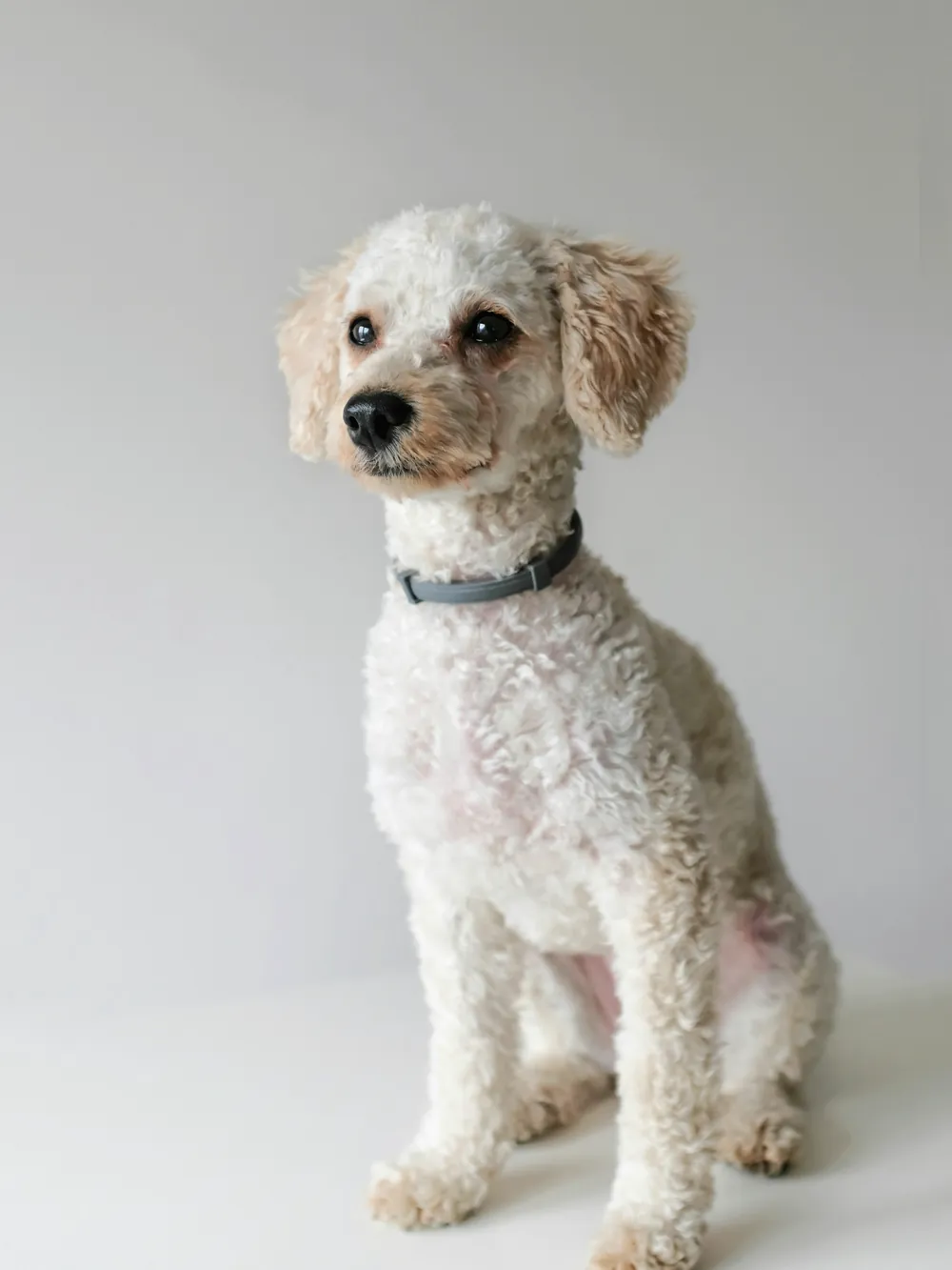 Cachorro pequeno de pelo claro e cacheado sentado diante de um fundo cinza