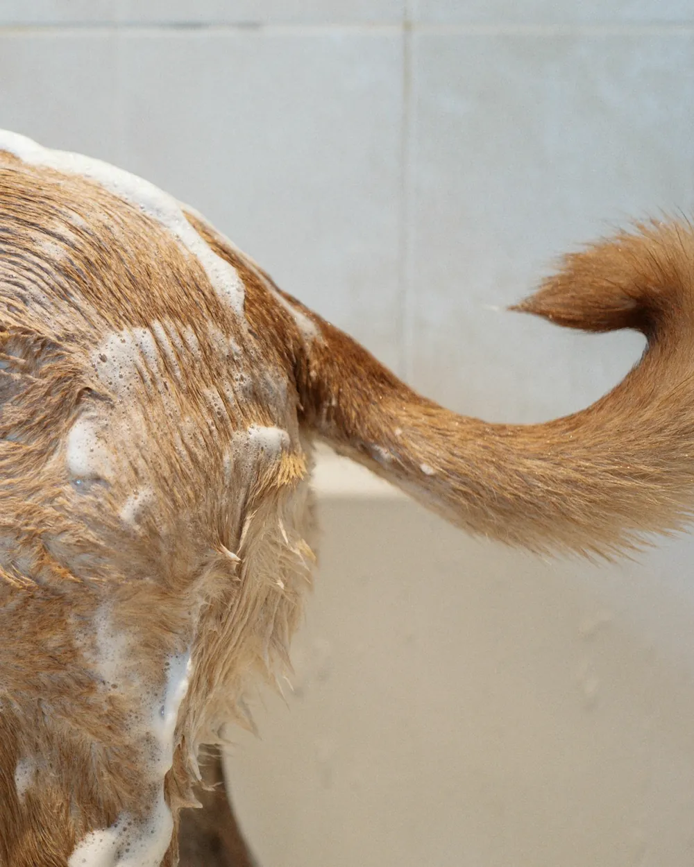 Cachorro de pelo caramelo coberto de espuma durante o banho
