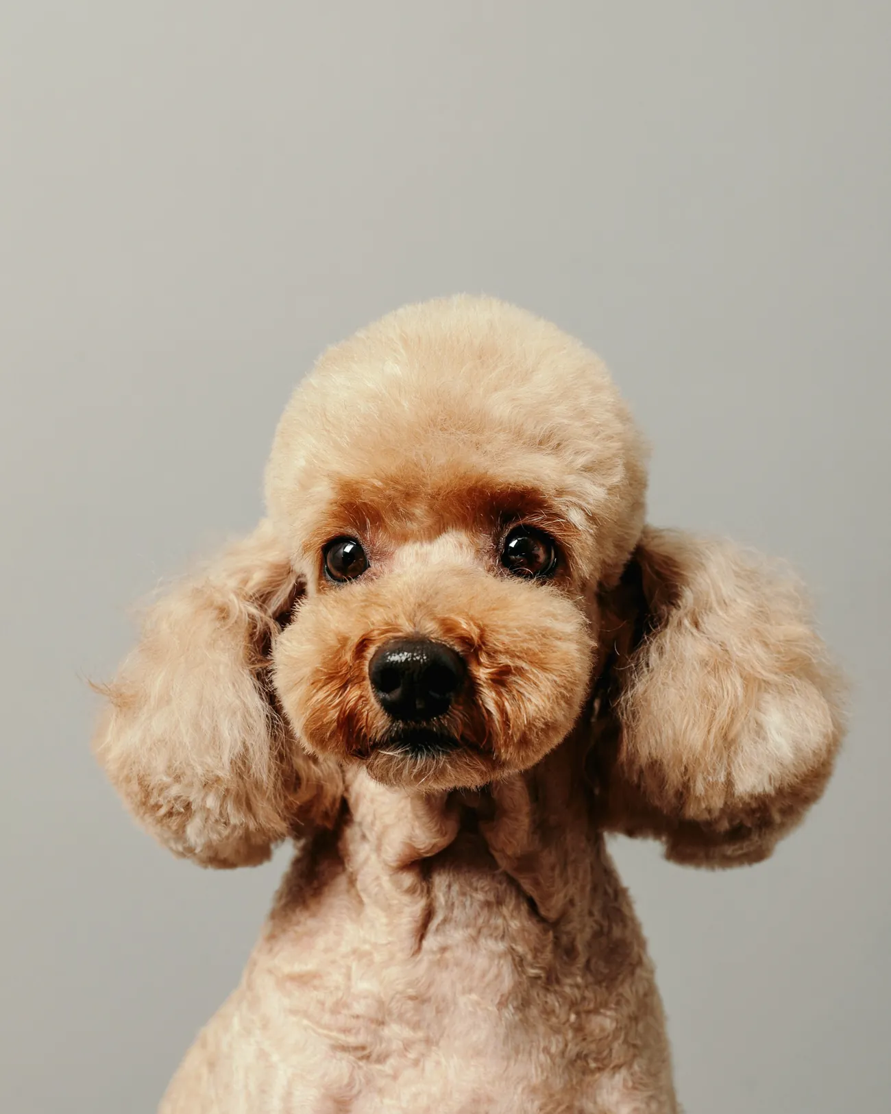 Poodle de pelagem caramelo recém-tosado diante de um fundo claro