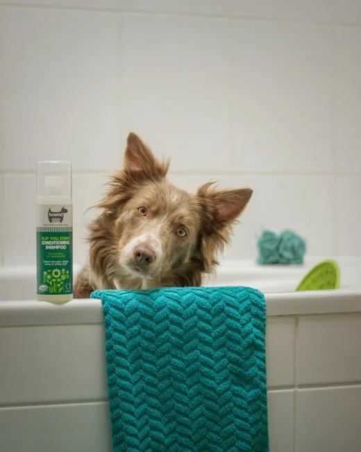Cachorro de orelhas grandes espiando de uma banheira ao lado de uma toalha verde